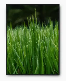 plakat-a3-30x40-w-ramie-imp-trawa-08