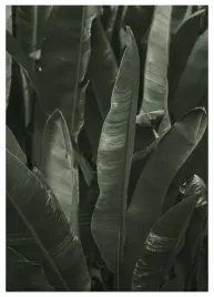 plakat-a3-30x40-w-ramie-tmp-liscie-01