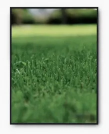 plakat-a3-30x40-w-ramie-imp-trawa-19