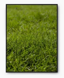 plakat-a3-30x40-w-ramie-imp-trawa-03