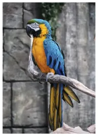 plakat-a3-30x40-w-ramie-tmp-papuga-05