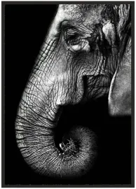 plakat-a4-21x30-w-ramie-duzo-wzorow-zwierzeta-12