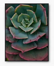plakat-a3-30x40-w-ramie-imp-kaktusy-16
