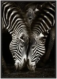 plakat-a3-30x40-w-ramie-duzo-wzorow-zwierzeta-10