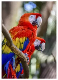 plakat-a3-30x40-w-ramie-tmp-papuga-02