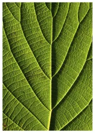 plakat-a3-30x40-w-ramie-tmp-liscie-08