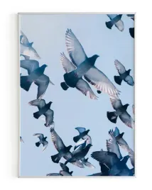 plakat-a3-30x40-w-ramie-rmp-ptak-09