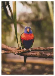 plakat-a3-30x40-w-ramie-tmp-papuga-06