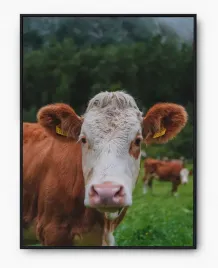 plakat-a3-30x40-w-ramie-imp-zwierzeta-07