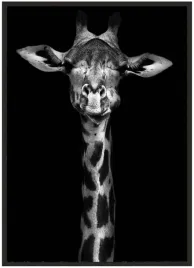 plakat-a4-21x30-w-ramie-duzo-wzorow-zwierzeta-09