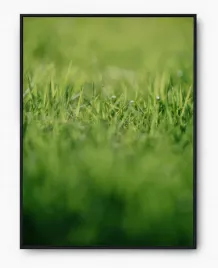 plakat-a3-30x40-w-ramie-imp-trawa-06