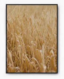plakat-a3-30x40-w-ramie-imp-zboze-10