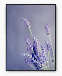 plakat-a3-30x40-w-ramie-imp-lawenda-01