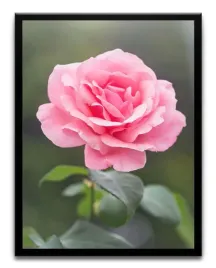 plakat-a3-30x40-w-ramie-tmp-kwiaty-01