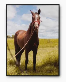 plakat-a3-30x40-w-ramie-imp-konie-11