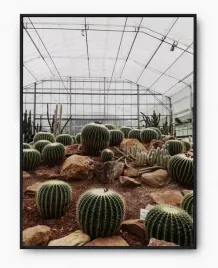 plakat-a3-30x40-w-ramie-imp-kaktusy-17