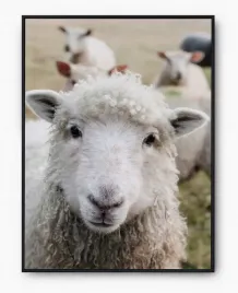 plakat-a3-30x40-w-ramie-imp-zwierzeta-16