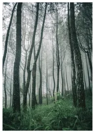 plakat-a3-30x40-w-ramie-tmp-las-10