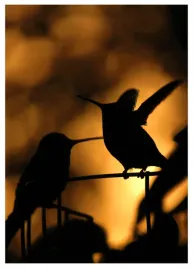 plakat-a3-30x40-w-ramie-tmp-koliber-02