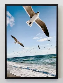 plakat-a3-30x40-w-ramie-jmp-ptaki-08