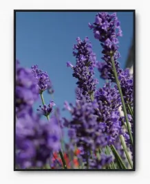 plakat-a3-30x40-w-ramie-imp-lawenda-08