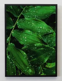 plakat-a3-30x40-w-ramie-jmp-liscie-08