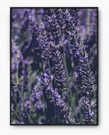 plakat-a3-30x40-w-ramie-imp-lawenda-10