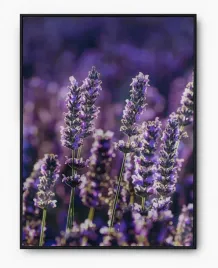 plakat-a3-30x40-w-ramie-imp-lawenda-04