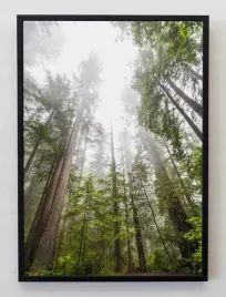 plakat-bez-ramy-a4-21x30-jmp-las-15