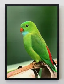 plakat-a3-30x40-w-ramie-jmp-ptaki-13