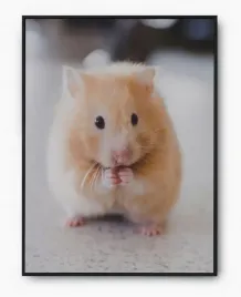 plakat-a3-30x40-w-ramie-imp-zwierzatka-cute-04