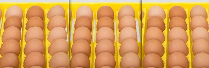 inkubator-klujnik-wylegarka-56-jaj-wylegu-drobiu-waga-z-opakowaniem-3-kg-zawartosc-zestawu-owoskop-przeswietlarka-siatka-taca-do-jaj