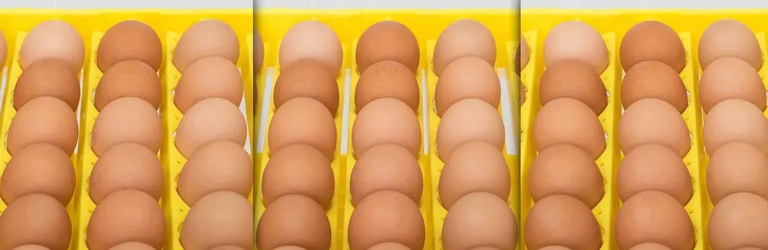 inkubator-klujnik-wylegarka-56-jaj-wylegu-drobiu-waga-z-opakowaniem-3-kg