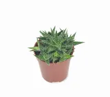 aloes-aloe-pepe-p5