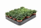 aloes-aloe-pepe-p5-rodzaj-rosliny-sukulenty