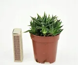 aloes-aloe-pepe-p5-waga-z-opakowaniem-1-kg