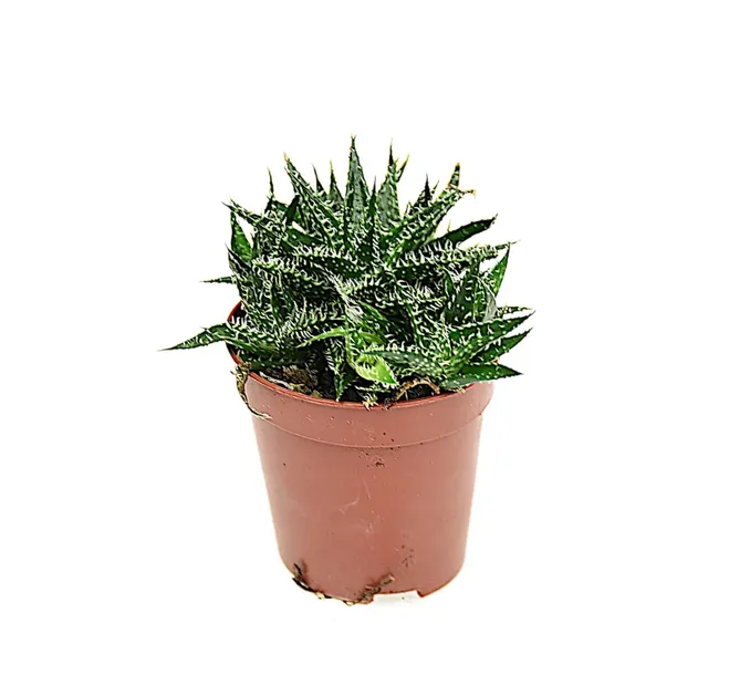aloes-aloe-pepe-p5-roslina-w-postaci-sadzonka-w-pojemniku-do-05l