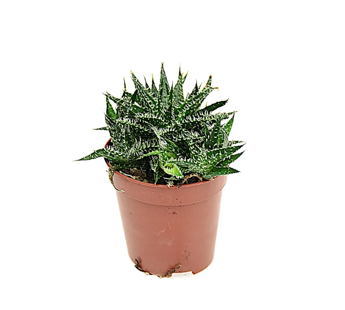 aloes-aloe-pepe-p5