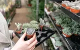 aloes-aloe-pepe-p5-odmiana-pepe