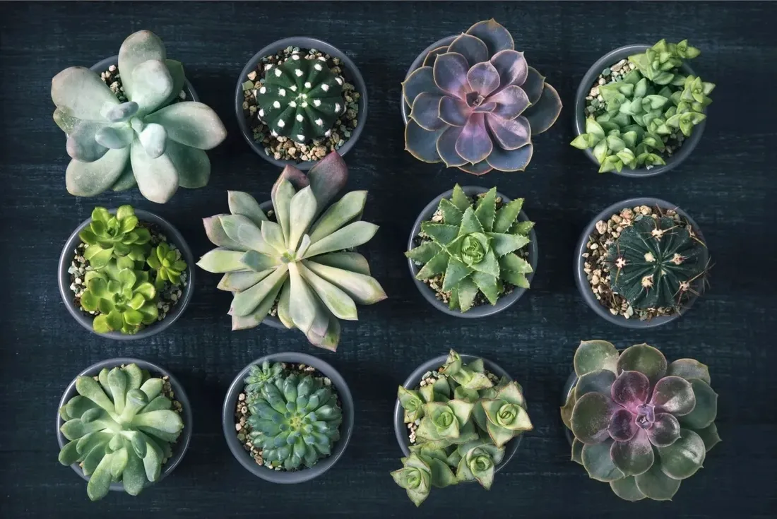 aloes-aloe-pepe-p5