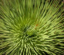 agave-stricta-nana-agawa-15-cm-p10