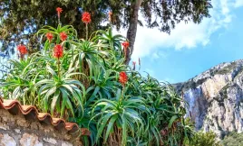 aloes-drzewiasty-aloe-arborescens-leczniczy-p12