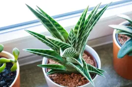aloe-variagata-aloes-tygrysi-p8