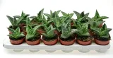 aloe-variagata-aloes-tygrysi-p8-rodzaj-rosliny-sukulenty