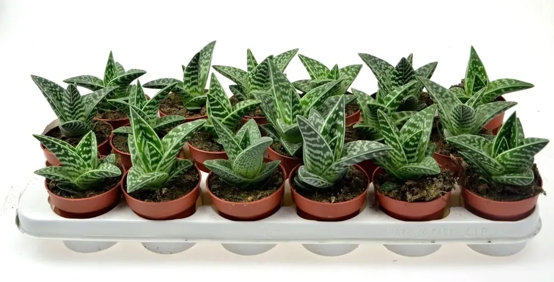 aloe-variagata-aloes-tygrysi-p8