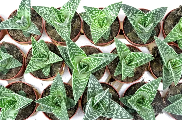 aloe-variagata-aloes-tygrysi-p8-waga-z-opakowaniem-1-kg