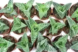 aloe-variagata-aloes-tygrysi-p8-waga-z-opakowaniem-1-kg