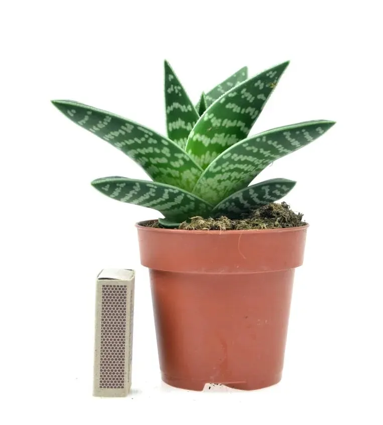 aloe-variagata-aloes-tygrysi-p8