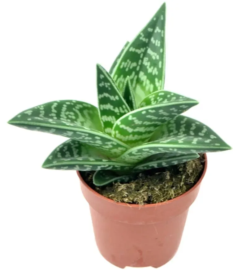 aloe-variagata-aloes-tygrysi-p8-rodzaj-rosliny-sukulenty