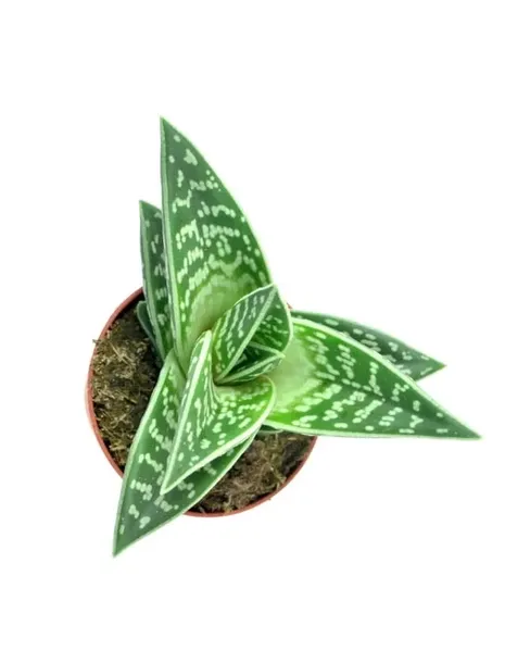 aloe-variagata-aloes-tygrysi-p8-cechy-charakterystyczne-proste-w-pielegnacji